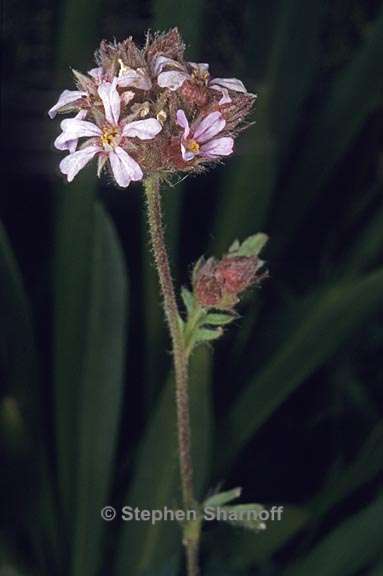 horkelia fusca var parviflora 3 graphic